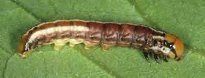 Stalk borer ecology and pest management options in corn and soybeans by Marlin E. Rice and Larry P.