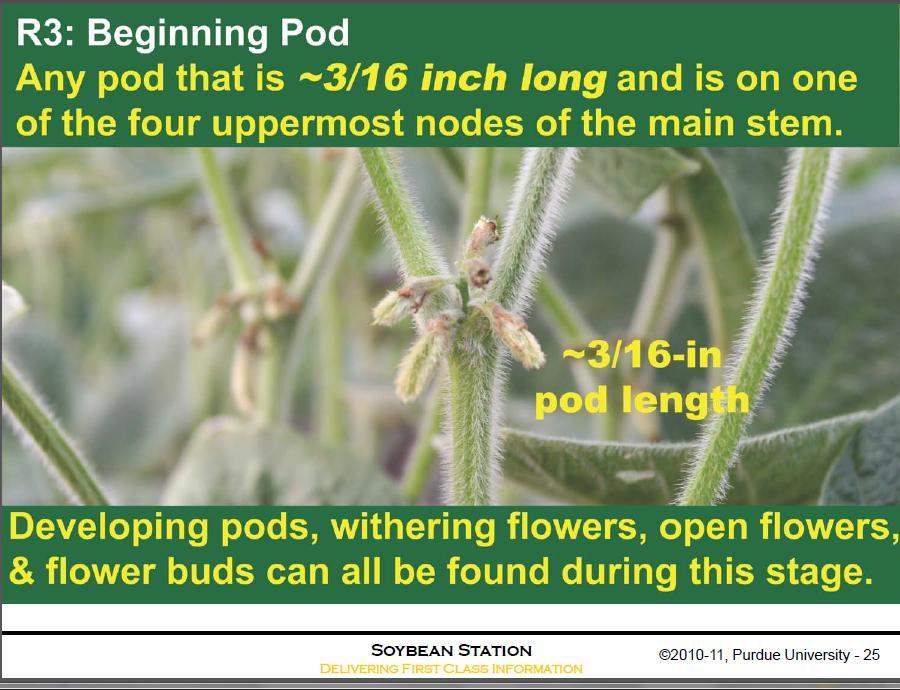 Soybean Physiology: How Well Do You Know Soybeans?