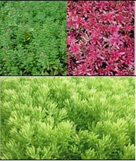 Actual (Layer 7) Vegetation Product Chosen Sedum, Grand, Perennial Plants Grasses & Low-medium height trees Reasoning 16 soil depth allows for a variety of plants to