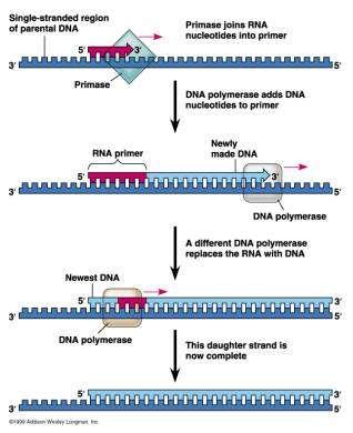 STEP 2 Priming initiation of DNA synthesis by RNA RNA primers bind to unwound sections through the