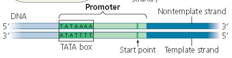 transcription factors bind to promoter.