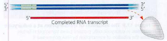 STEP 3 Termination mrna transcript released Polymerase transcribes