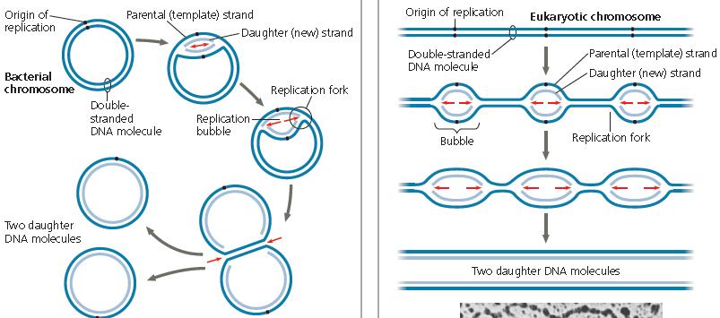STEP 1 Initiation at origins of replication separation sites on DNA strands Depend on a specific AT-rich DNA sequence