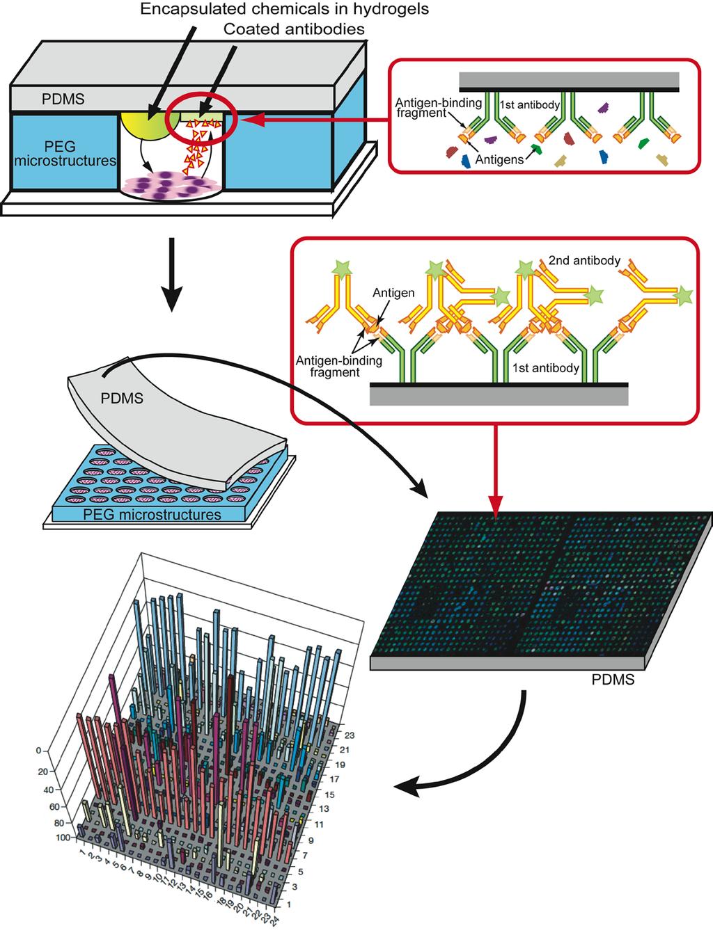 Fig. 3: Schematic representation of the in vitro based biochip A detection system for released proteins from cells in the microwells.