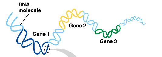 mrna codes for proteins in triplets DNA mrna