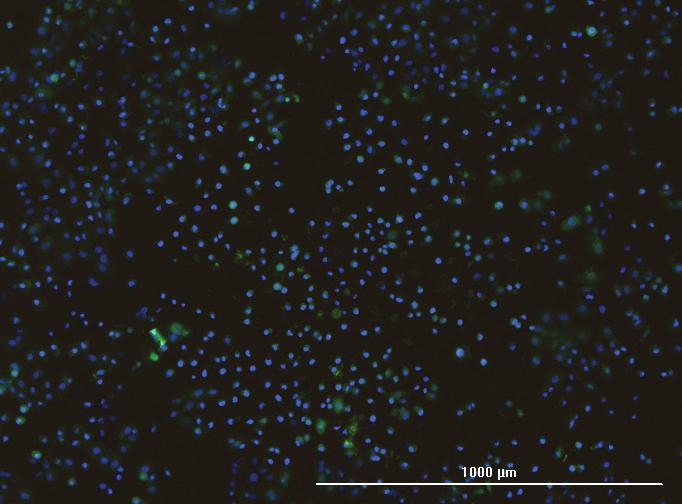 Fluorescent Live Cell Assay Validation Validation of the data generated using phase contrast imaging was completed by performing cellular