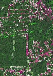 land cover type. In this case, two classes were considered: forest and deforestation (Figure 3).