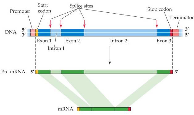 Eukaryotic transcript RNA must be processed before use! Remove introns!