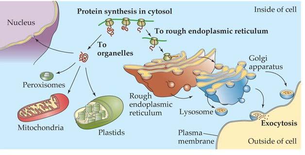 Some proteins must be guided to their destination and processed.! Eukaryotic cells have many compartments.
