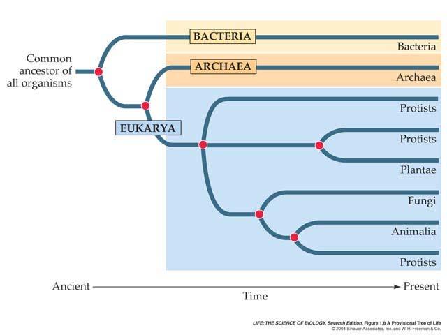 Why is eukaryotic gene expression complex?! Archaea provided genes for DNA metabolism, transcription, translation, DNA repair!