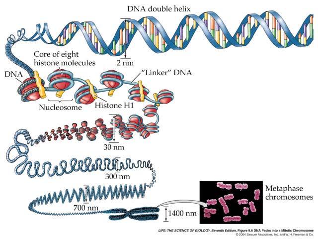 DNA must uncoil to be used as a template Interphase vs