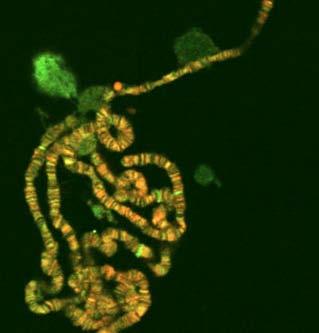 chromosomes from Axilotl ova