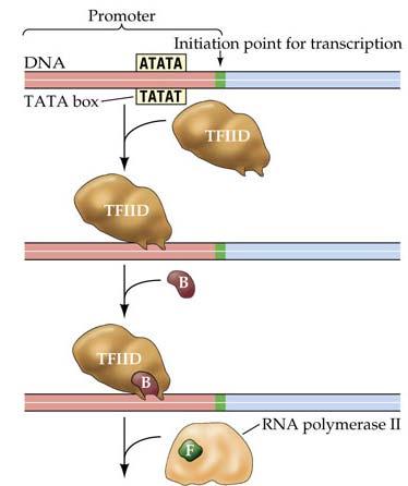 Transcription factors promote the binding of RNA
