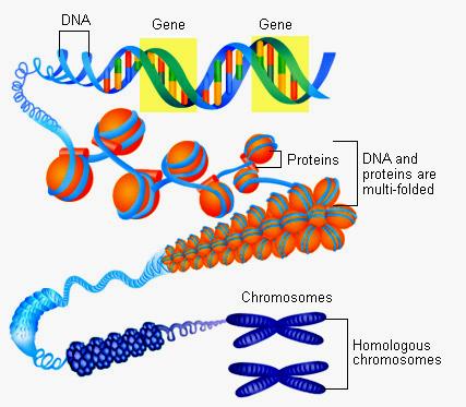 Chromosomes Chromosome Structure Chromosomes are the complex DNA and Protein units that carry the genetic code in all cells with nuclei In sexually-reproducing organisms,