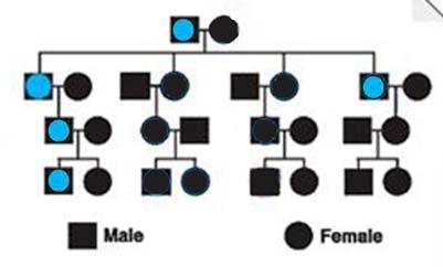 the maternal line All mitochondrial DNA in any human came from that individual's mother It is not altered by sexual reproduction