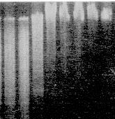 Figure 9.1. Figure 9.2. Figure 1. Sample pattern of partially restricted genomic DNA Figure 2.