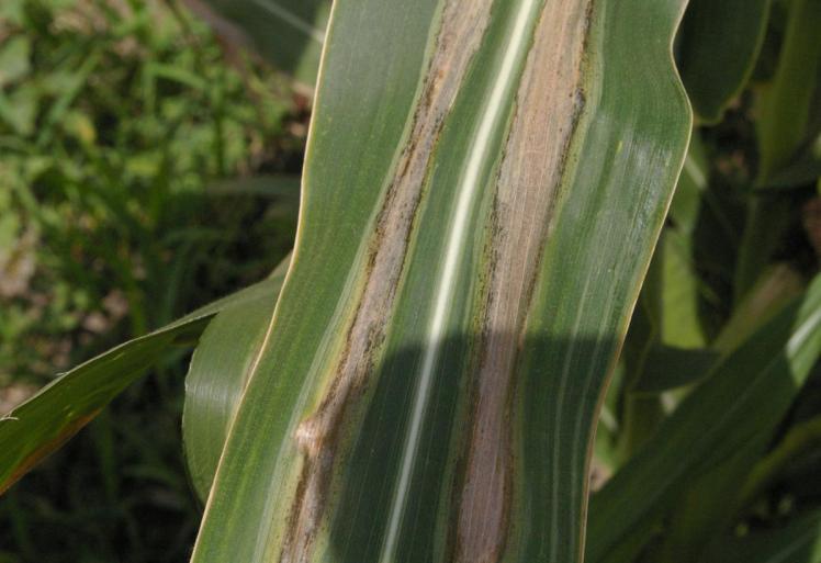 GOSS S LEAF BLIGHT AND WILT 2015 Regents of the