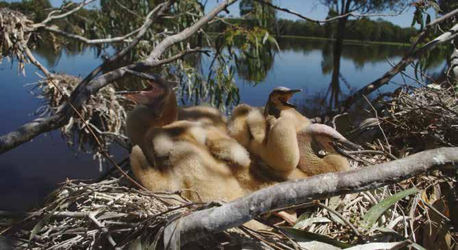 Chicks in Barmah Forest in the Murray-Darling Basin ( Murray-Darling Basin Authority/Keith Ward) setting an effective cap on total sustainable water extractions statutory-based water plans and secure