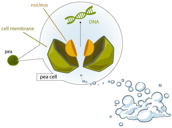 DNA Extraction Ingredients Tissue Detergent & Salt Protease Alcohol