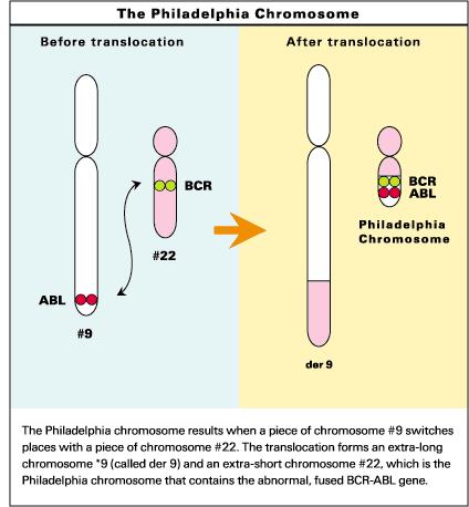 What is a translocation and why is that important?
