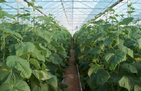 Each of our clients can enjoy from tailor made solution according his budget and crop demands with lots of flexibility.