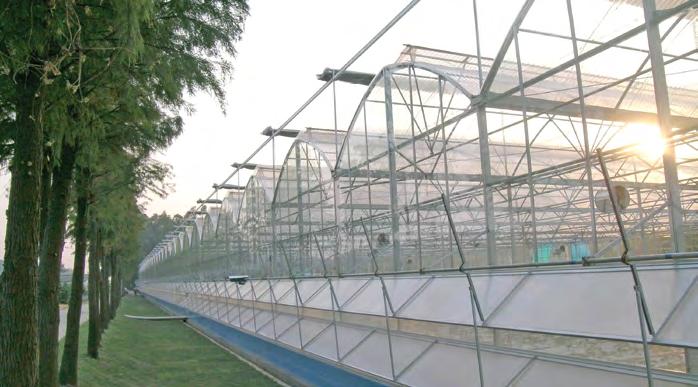 Greenhouse - China Arched