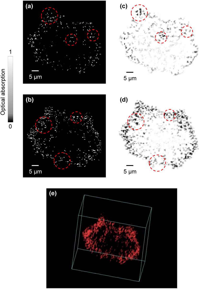Figure 2.15 Imaging of a melanoma cell. Two cross sections (with 4 µm axial distance) of the cell are imaged by (a,b) PAM and (c,d) bright-field optical microscopy, respectively.