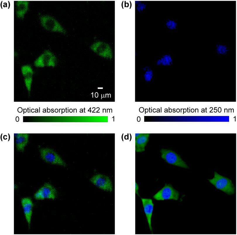 Figure 3.3 PAM and fluorescence microscopy of fibroblasts. (a) Label-free PAM image of fixed but unstained fibroblasts acquired at 422 nm wavelength.
