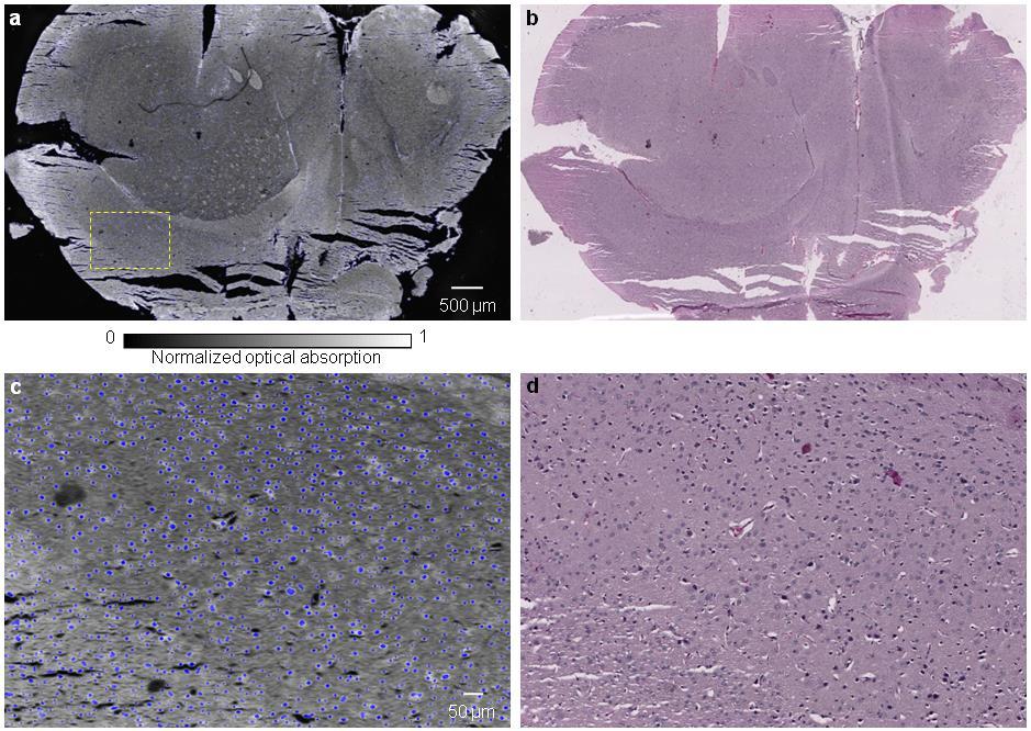 4.2 Label-free Photoacoustic Brain Histology First, we validated the system by imaging a thin section of a mouse brain (Fig. 4.4).