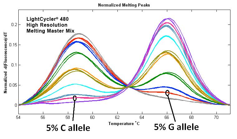 allele. In this case, the probe was designed as a perfect match to the G allele while creating a single base pair mismatch to the C allele.