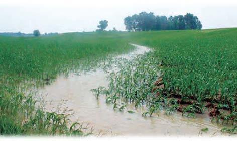 Drainage in Illinois Corn Field Drainage features such as this in an Illinois corn field drain off spring rains and can create tributary