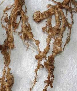 Root knot nematode (Meloidogyne spp.) Root knot nematode is a very small eelworm that attacks the roots of many types of plant.