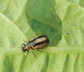 Leaf feeding beetles Symptoms range from holes in the middle and edge of leaf margins; lesions on pods, shriveled pods and
