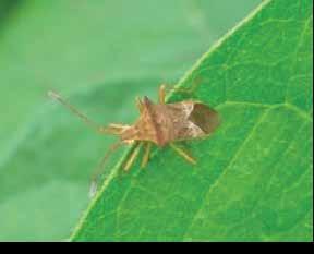 A serious attack from leaf feeding beetles can cause significant yield reductions.