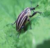 Remove all plants that have been destroyed by beetle larvae.