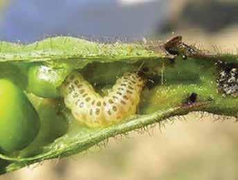 bollworm adult moths away form the crop plants. Remove and destroy damaged pods.