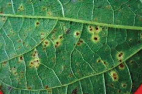 Bean rust (Uromyces appendiculatus var. appendiculatus) Symptom / The fungus will form a reddish brown pustule as it matures, erupting through the leaf surface.