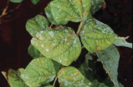 Apply Real Bacillus subtilis for rust control. Keep weeds, including volunteer beans, down on the farm. Bean leaf rust symptoms Halo blight (Pseudomonas syringae pv.