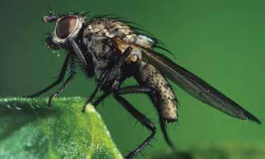 Bean seed fly (Delia platura) Meigen An adult bean seed fly is about 1 cm in length - size of a housefly Feeding damage of the larvae will produce galleries in the cotyledons, young stems and even