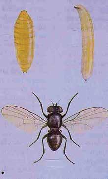 (wasp) will parasitize or prey on bean seed fly larvae. Rotation is not a solution Bean flies (Ophiomyia spp.) Bean flies (2 mm adult) are much smaller than bean seed flies (1 cm adult).