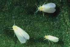 Whiteflies (Bemisia tabaci and Trialeurodes vaporariorum) Adult whiteflies are small, winged, white insects about 1.5-2 mm long Whiteflies suck sap from the leaves, which falls onto the leaves below.