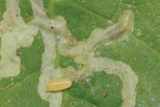Deep ploughing inverts the top surface of the soil, containing leafminer pupae and prevent them from emerging.