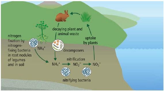 The Nitrogen Cycle (continued) Nitrification occurs when certain soil bacteria convert ammonium. Ammonium is converted into nitrates (NO 3 ) by nitrifying bacteria.