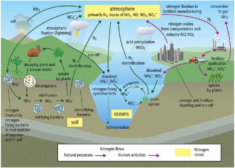 The Nitrogen Cycle (continued) Excess nitrogen dissolves in water, enters the waterways, and washes into lakes and oceans.