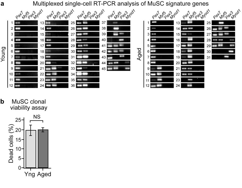 Supplementary Figure 3. Single-cell PCR and clonal viability analyses of MuSCs from young and aged mice.