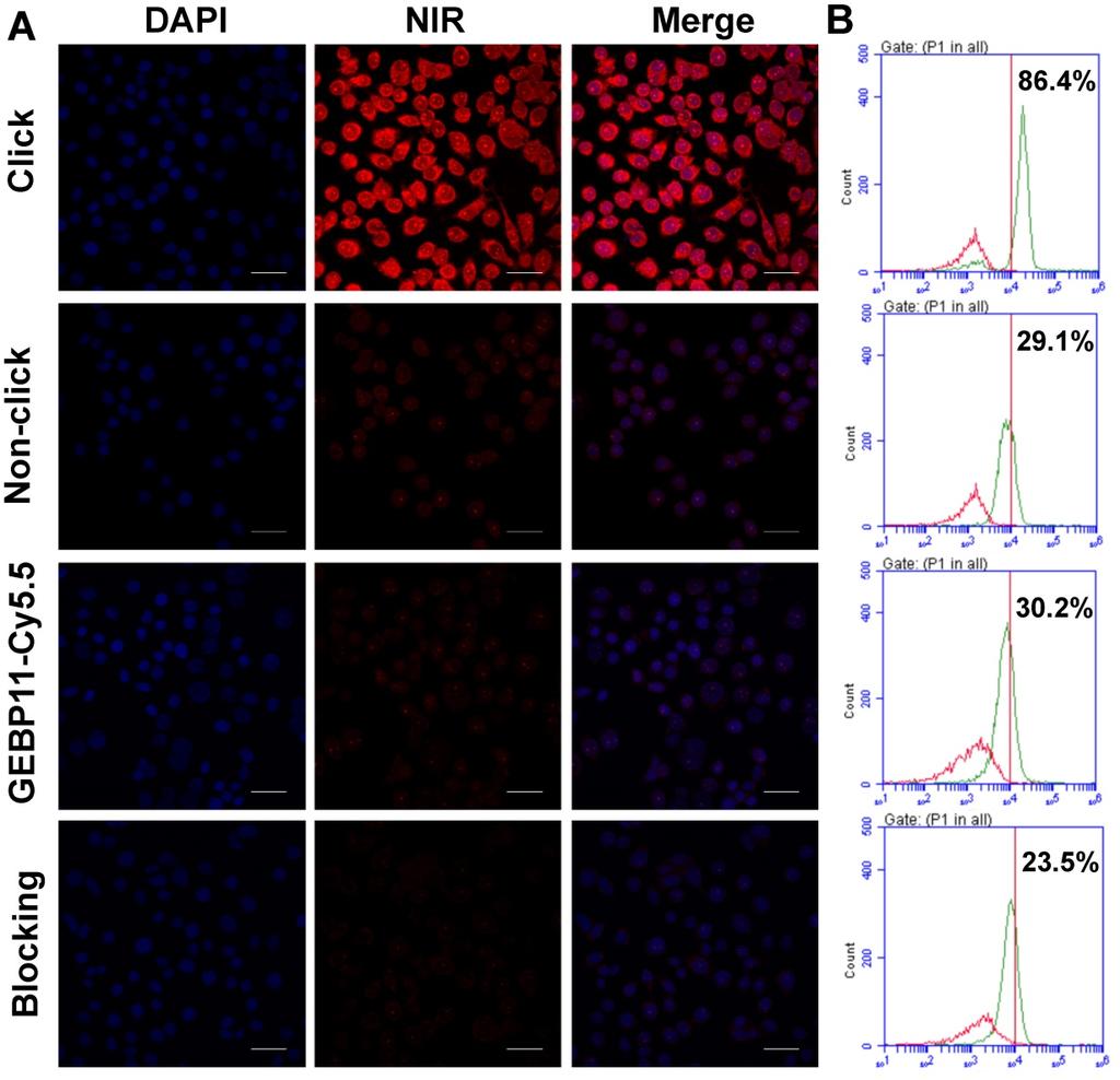 this, GEBP11-Cy5.5 probes were used to stain SGC-7901 cells for 0.5 h; as can be seen in Figure 2, the fluorescent signal of GEBP11-Cy5.5 was much lower than that of GEBP11-TCO/Tz-Cy5.