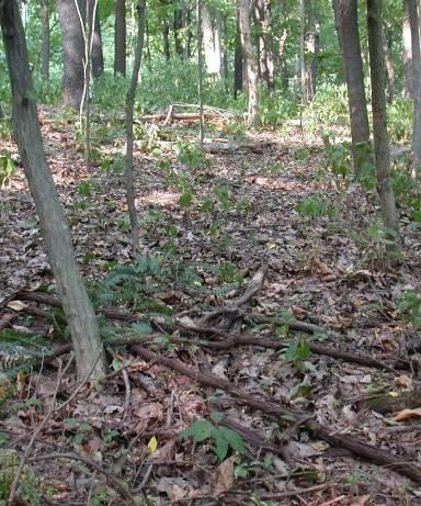 Effects on Woody Plants open forest plot fenced forest