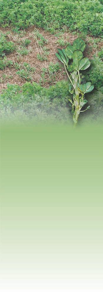 Irrigated Alfalfa Management for Mediterranean and Desert Zones Parasitic Nematodes in Alfalfa Becky B.