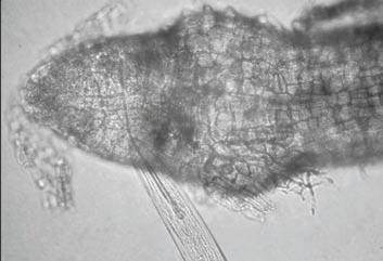 Parasitic Nematodes in Alfalfa ANR Publication 8297 4 Ectoparasite (e.g., dagger nematode) Figure 11.5 Examples of nematode life-history patterns.