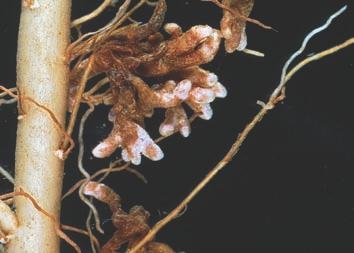 Parasitic Nematodes in Alfalfa ANR Publication 8297 5 severity of Fusarium wilt in alfalfa. Northern root-knot nematode (M.